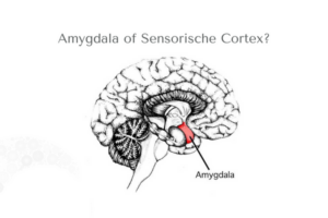 Amygdala of sensorische cortex