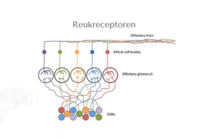 Reukreceptoren